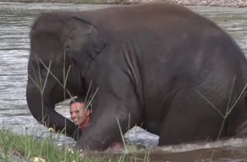 Un éléphant dévoué affronte le danger pour protéger l’humain qu’il aime ...
